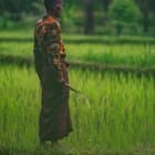 Lombok, rice fields.