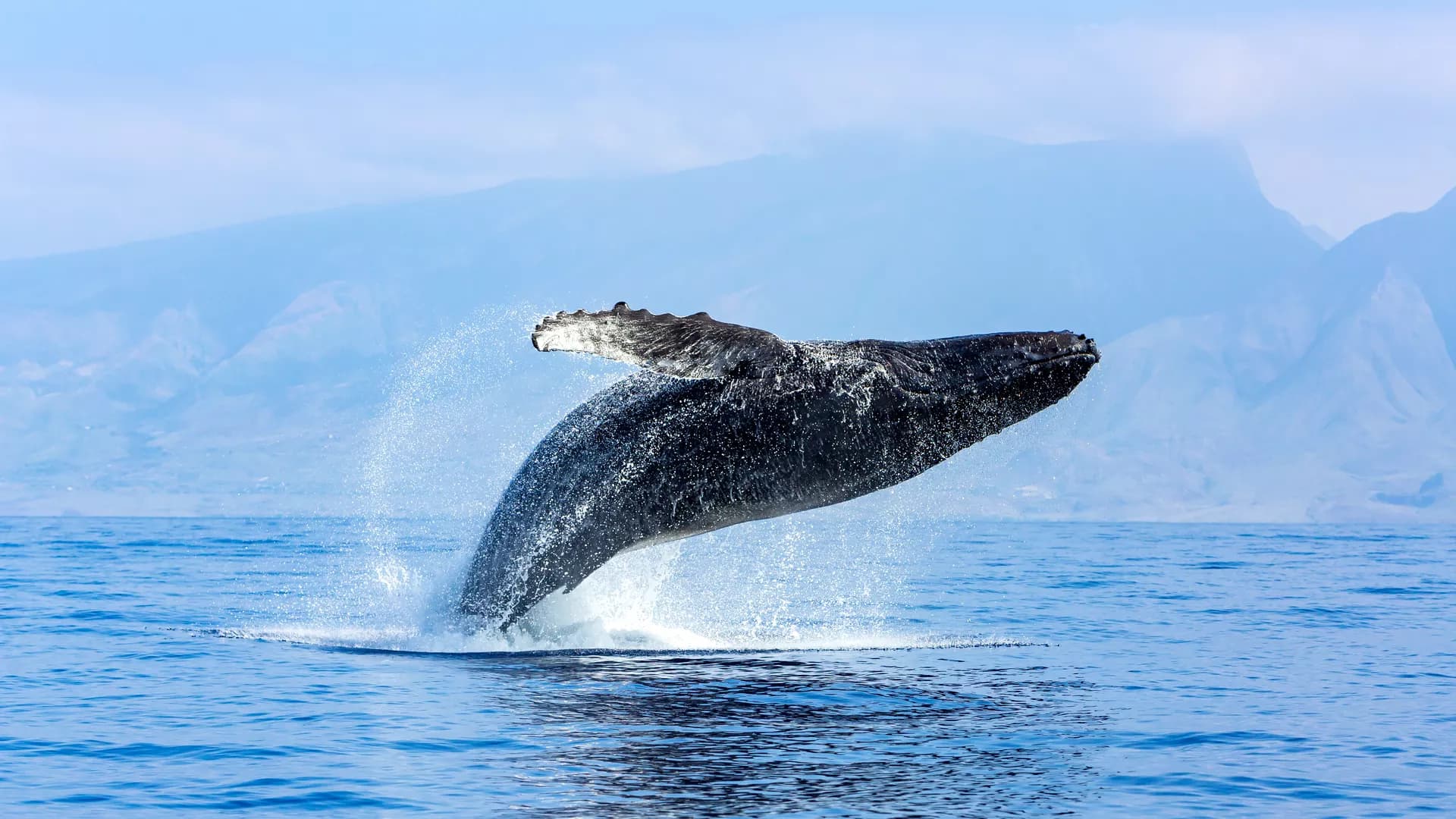 Editorial: Challenges in Fishery Assessment Methodologies