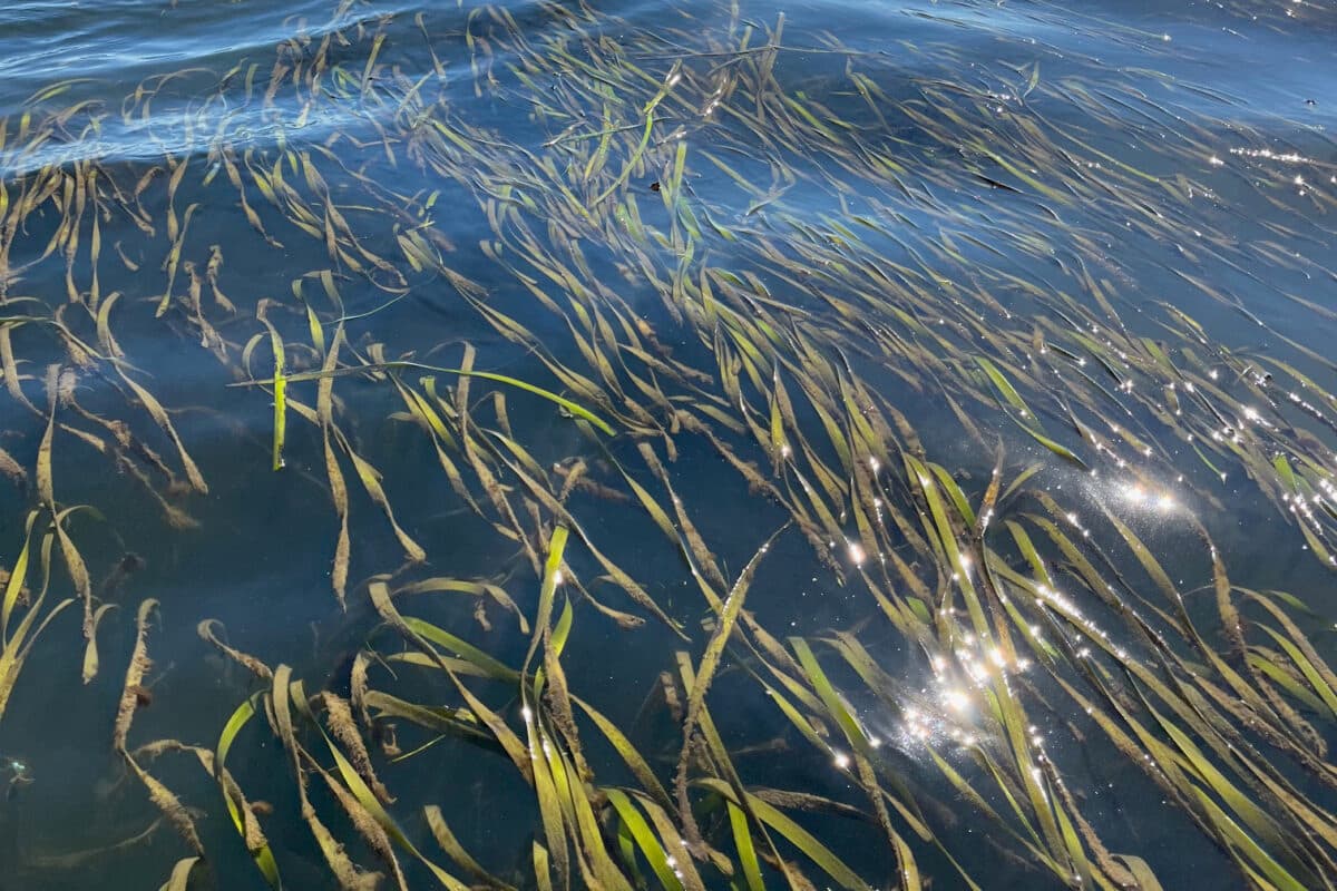 Q&A: For World Seagrass Day, UW professor explains the ‘prairies of the ocean’