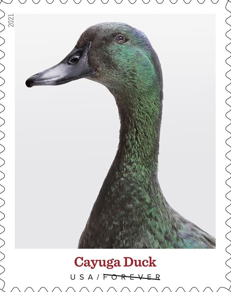 Cayuga Duck: Emerald Beauty of New York